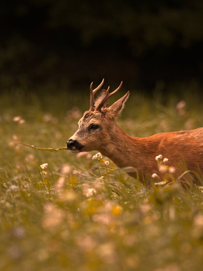 About A serene deer gracefully standing in a lush meadow, captured during daylight.